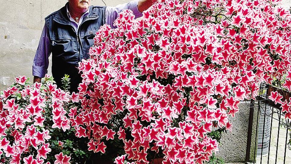 Torno, azalea da record «Questo è il mio gioiello» Torno, azalea da record «Questo è il mio gioiello»