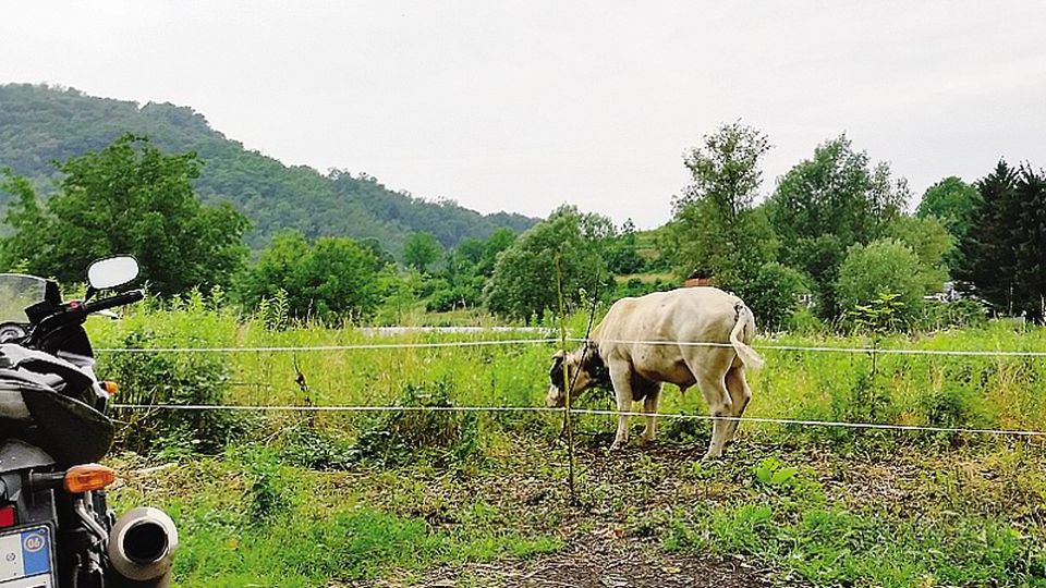 Allarme per un toro in libertà Lipomo, intervengono i vigili Allarme per un toro in libertà Lipomo, intervengono i vigili