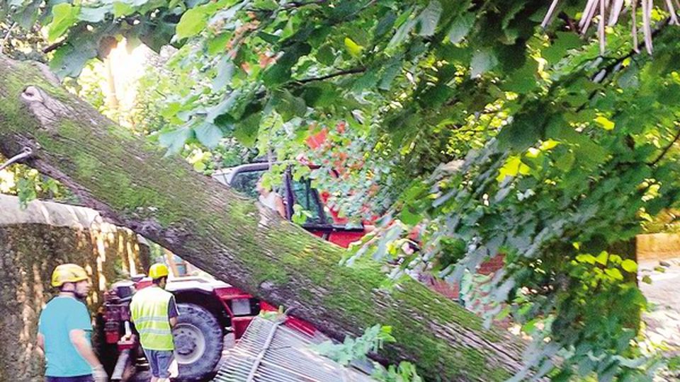 Dopo il crollo del tiglio La mappatura degli alberi Dopo il crollo del tiglio La mappatura degli alberi