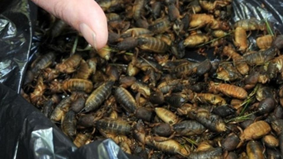 La carne fa male. E gli insetti? Sì dell’Europarlamento al consumo La carne fa male. E gli insetti? Sì dell’Europarlamento al consumo