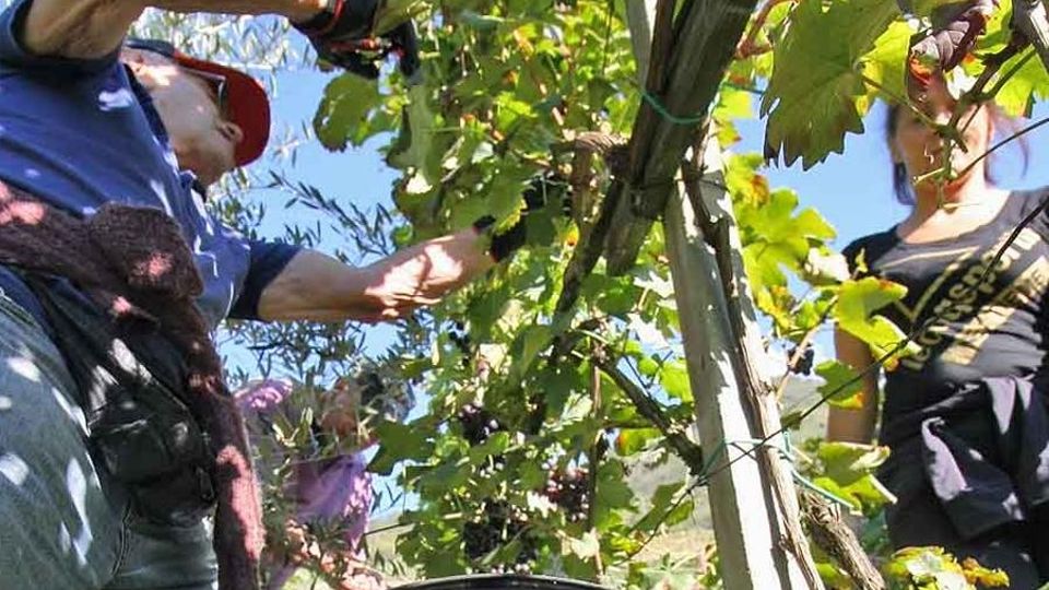 Promessa rispettata. Il prezzo delle uve rivisto verso il rialzo Promessa rispettata. Il prezzo delle uve rivisto verso il rialzo