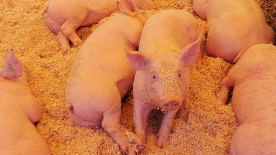 «Stanno scomparendo le scrofe, tradizioni a rischio» «Stanno scomparendo le scrofe, tradizioni a rischio»
