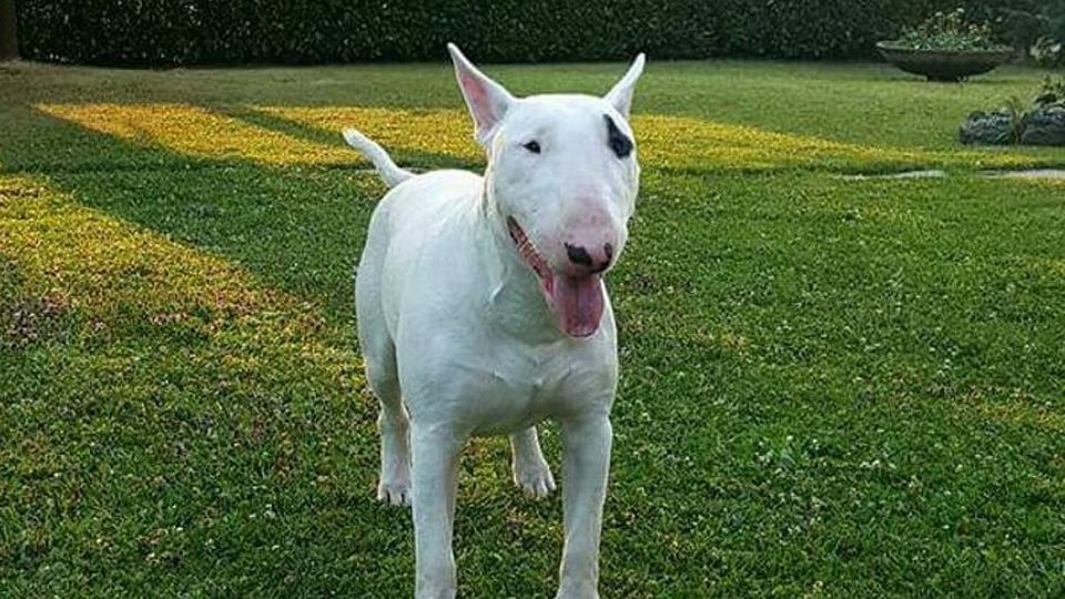 Il cane scopre il ladro e lo azzanna Lo sconosciuto costretto ...
