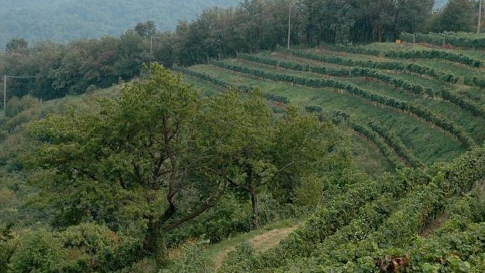 Consorzio Terre Lariane «Annata promettente» Consorzio Terre Lariane «Annata promettente»