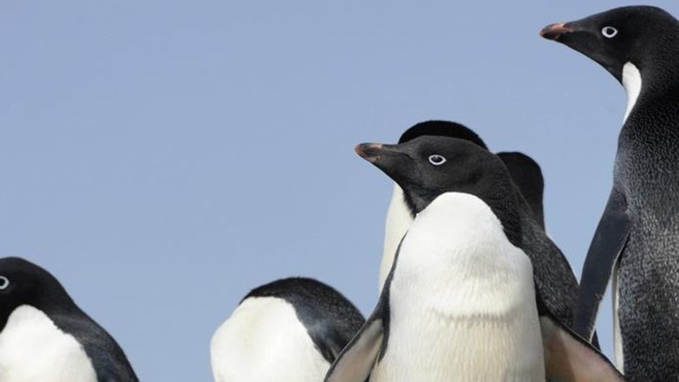 Pinguini, anfibi e ghepardi in pericolo Colpa del clima sempre più caldo Pinguini, anfibi e ghepardi in pericolo Colpa del clima sempre più caldo