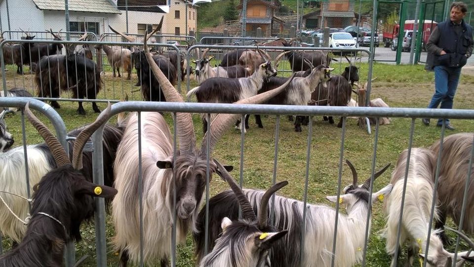 Capra orobica simbolo dell’alpeggio La rassegna premia i migliori capi Capra orobica simbolo dell’alpeggio La rassegna premia i migliori capi