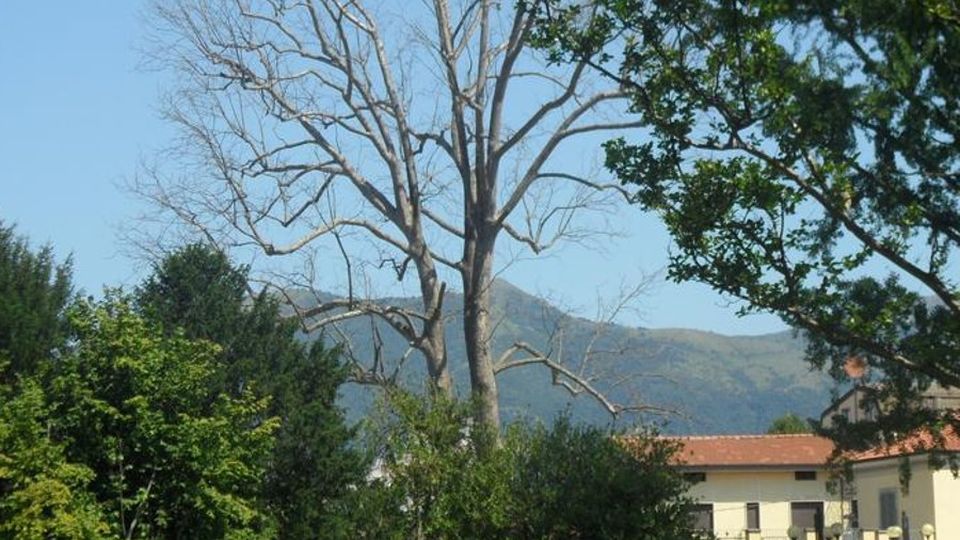 Addio al platano centenario «Il parco ormai è in rovina» Addio al platano centenario «Il parco ormai è in rovina»