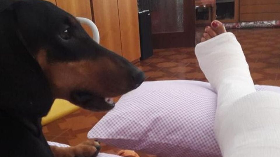Merate, vice preside investita La cagnolina corre a chiamare i soccorsi Merate, vice preside investita La cagnolina corre a chiamare i soccorsi