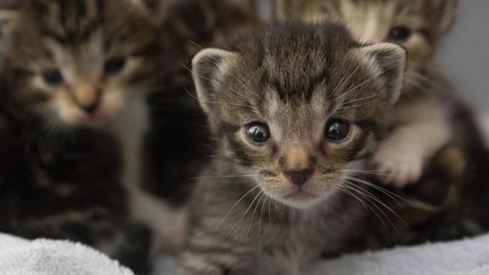 Sospetta serial killer di Gatti L’Enpa denuncia una donna Sospetta serial killer di Gatti L’Enpa denuncia una donna