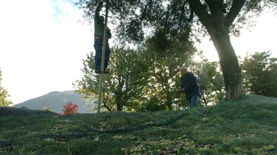 «Sarà un anno pessimo: non ci sono olive Colpa del clima? No, di cimici e mosche» «Sarà un anno pessimo: non ci sono olive Colpa del clima? No, di cimici e mosche»