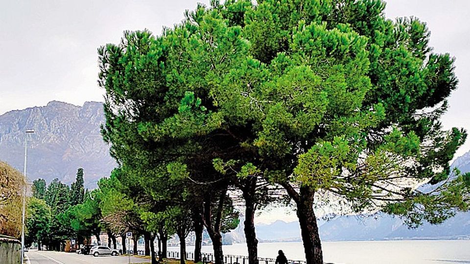 «Non tagliate quei pini sul lungolago» Ambientalisti e cittadini si mobilitano «Non tagliate quei pini sul lungolago» Ambientalisti e cittadini si mobilitano