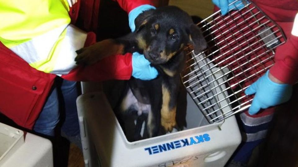 Undici cuccioli nel bagagliaio scoperti al valico di Brogeda Undici cuccioli nel bagagliaio scoperti al valico di Brogeda