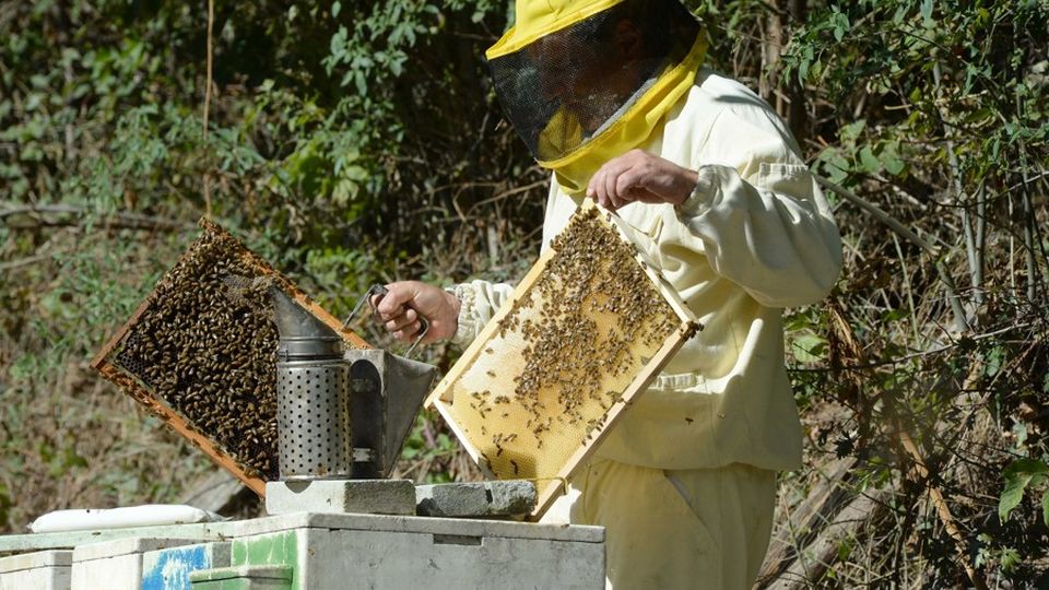 Freddo e piogge sul Lario: sarà un anno senza miele Danni pesanti alle aziende Freddo e piogge sul Lario: sarà un anno senza miele Danni pesanti alle aziende
