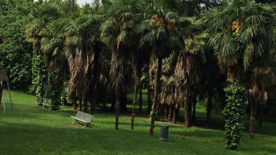 Manutenzione del verde Villa Confalonieri si rinnova Manutenzione del verde Villa Confalonieri si rinnova