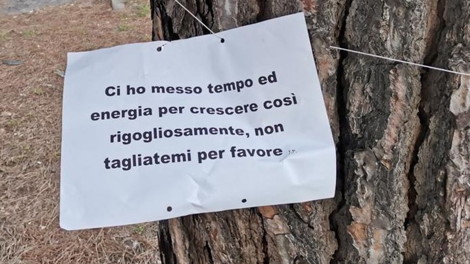 Malgrate, pini da tagliare, già 500 firme E si chiama in causa l’autorità forestale Malgrate, pini da tagliare, già 500 firme E si chiama in causa l’autorità forestale