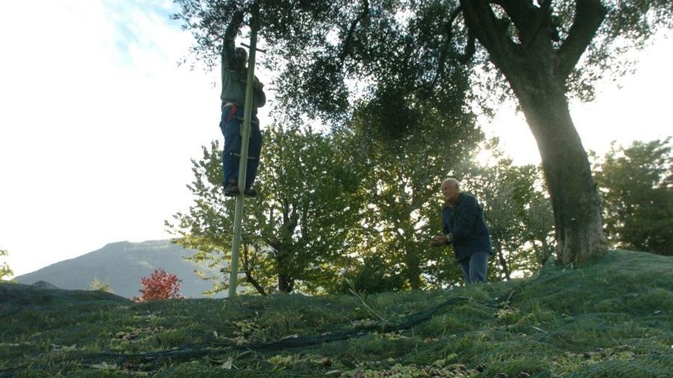Dai filari degli agricoltori ai giardini di casa Partito il censimento per contare gli ulivi Dai filari degli agricoltori ai giardini di casa Partito il censimento per contare gli ulivi