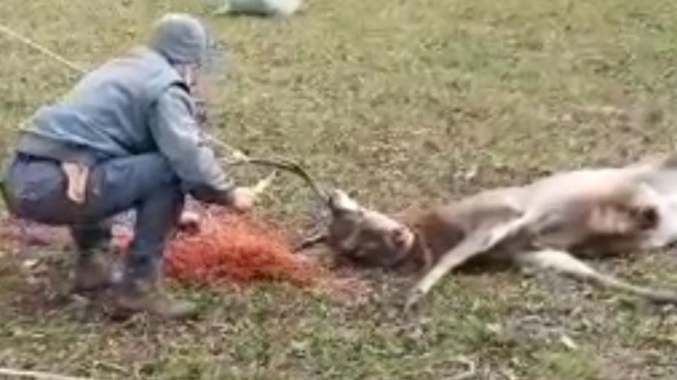 Vendrogno, si impiglia in una rete Ma per il cervo c’è il lieto fine Vendrogno, si impiglia in una rete Ma per il cervo c’è il lieto fine