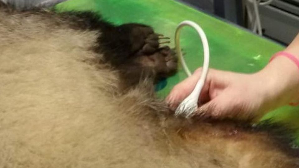 Missaglia. Il tasso investito è stato salvato «È nel bosco» Missaglia. Il tasso investito è stato salvato «È nel bosco»
