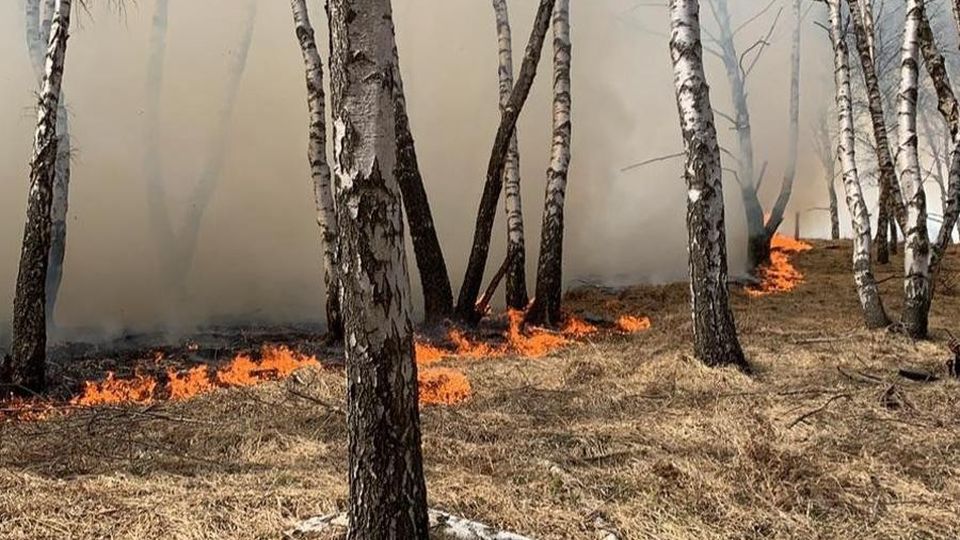 Livo, incendio sui monti Distrutti otto ettari di bosco Livo, incendio sui monti Distrutti otto ettari di bosco
