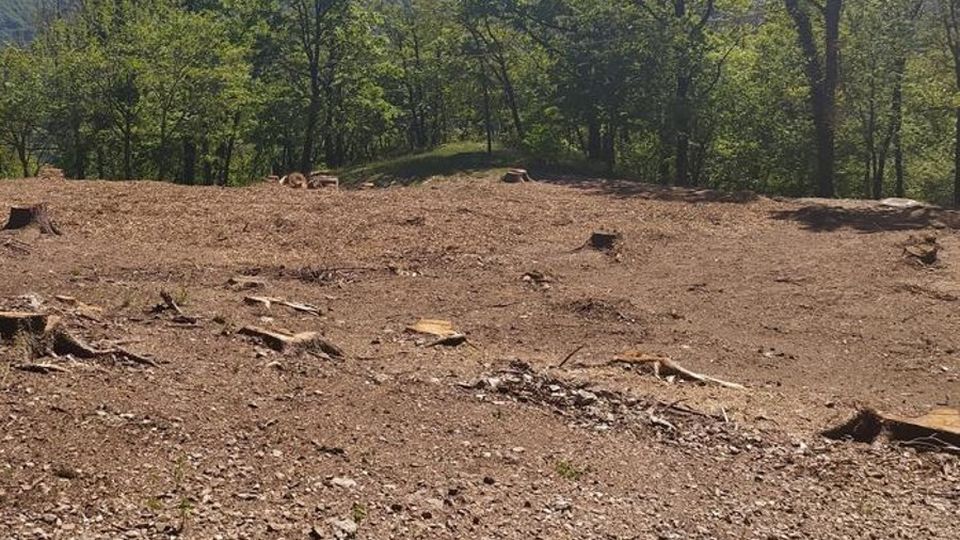 Bellano, addio alla pineta «Quegli alberi erano ammalati» Bellano, addio alla pineta «Quegli alberi erano ammalati»