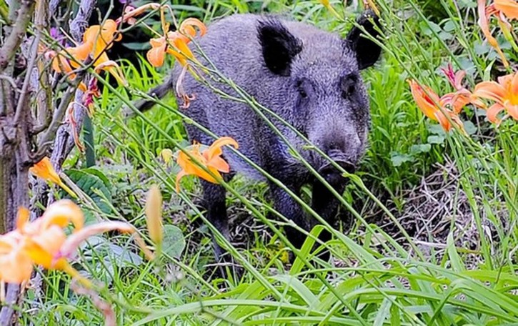 Valsassina, Caccia al cinghiale la beffa del mese in più