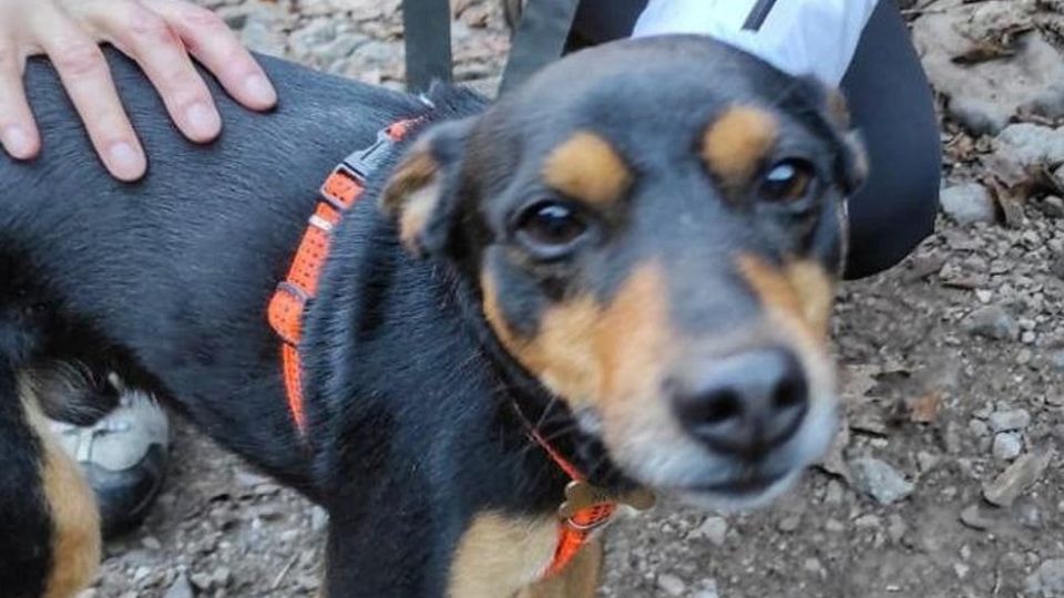 Mandello: Moky giù dal dirupo Salvato dopo una notte al gelo Mandello: Moky giù dal dirupo Salvato dopo una notte al gelo