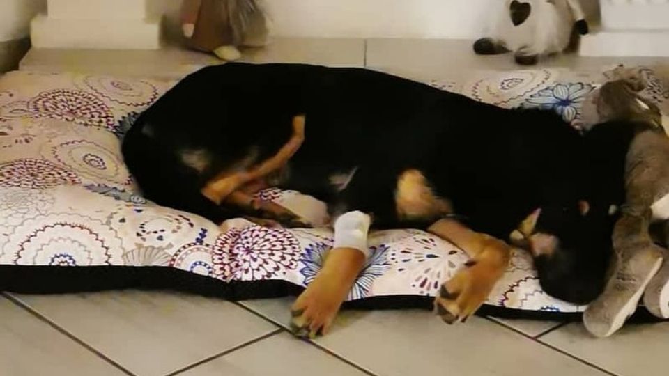 Casatenovo, l’avvelenatore di cani ha colpito ancora, cucciola salvata al pelo Casatenovo, l’avvelenatore di cani ha colpito ancora, cucciola salvata al pelo