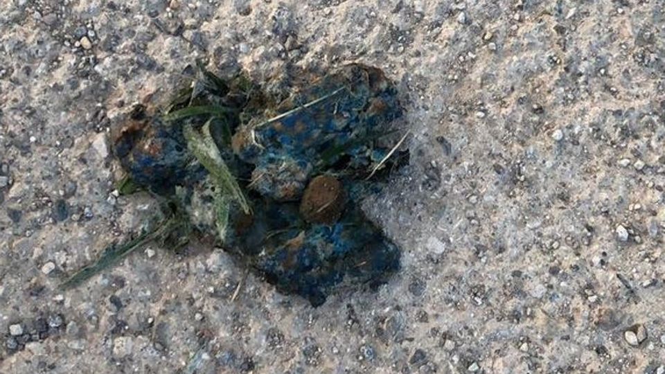 Annone, cane avvelenato sulla ciclabile Sidoti: «Troveremo il colpevole» Annone, cane avvelenato sulla ciclabile Sidoti: «Troveremo il colpevole»