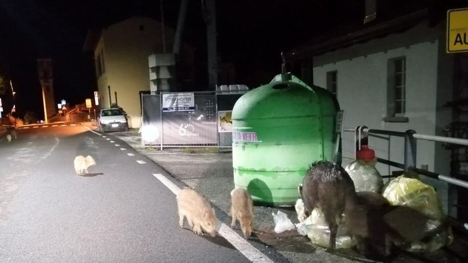 Tremezzina: «Cinghiali da abbattere» Pressing della Regione sull’Ispra Tremezzina: «Cinghiali da abbattere» Pressing della Regione sull’Ispra