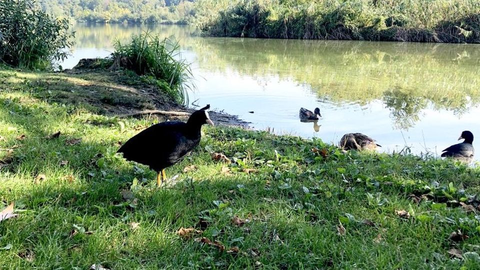 Sartirana, le regole dopo le polemiche «No ai cani, sì invece ai fuochi d’artificio» Sartirana, le regole dopo le polemiche «No ai cani, sì invece ai fuochi d’artificio»