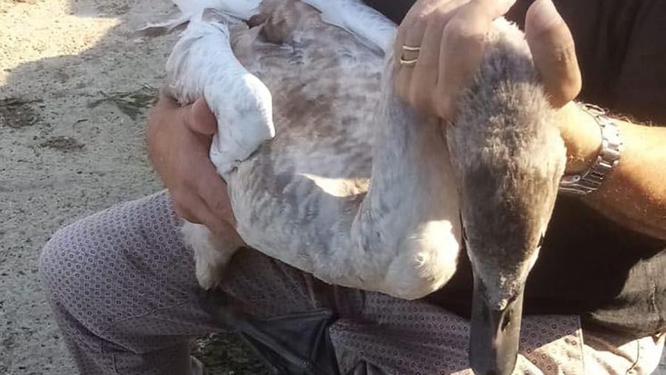 Alserio, altro cigno impigliato negli ami Ora la pesca ai giardini è vietata Alserio, altro cigno impigliato negli ami Ora la pesca ai giardini è vietata