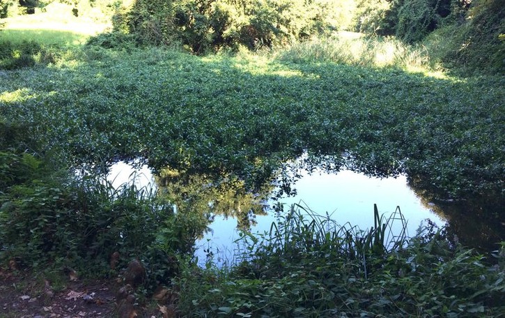 Merate, San Rocco diventa comunale «Ora risaneremo il laghetto»