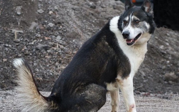 Taceno, bimbo aggredito da un cane Feriti anche un soccorritore e la nonna