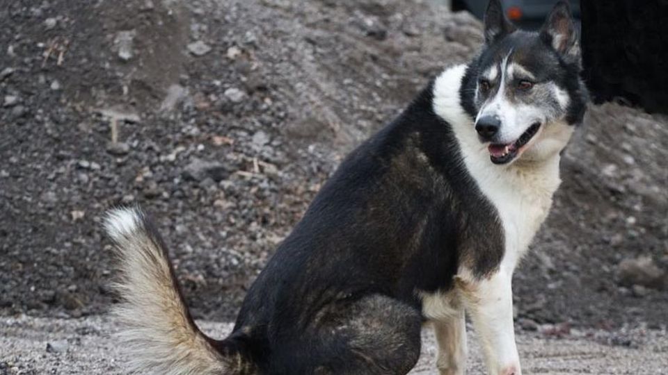 Taceno, bimbo aggredito da un cane Feriti anche un soccorritore e la nonna Taceno, bimbo aggredito da un cane Feriti anche un soccorritore e la nonna