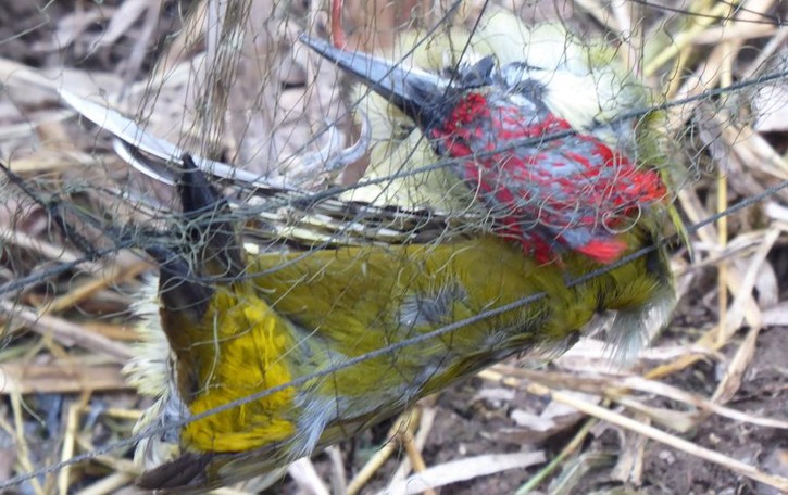 Bosisio, cattura e uccide picchio verde Le guardie Lac scoprono il bracconiere