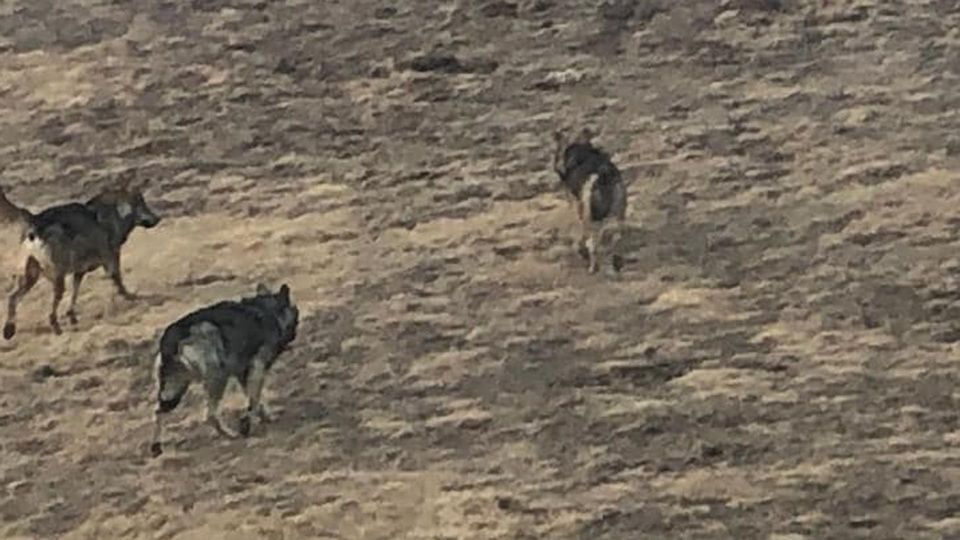 «Il lupo non attacca l’uomo E fa un favore agli agricoltori» «Il lupo non attacca l’uomo E fa un favore agli agricoltori»