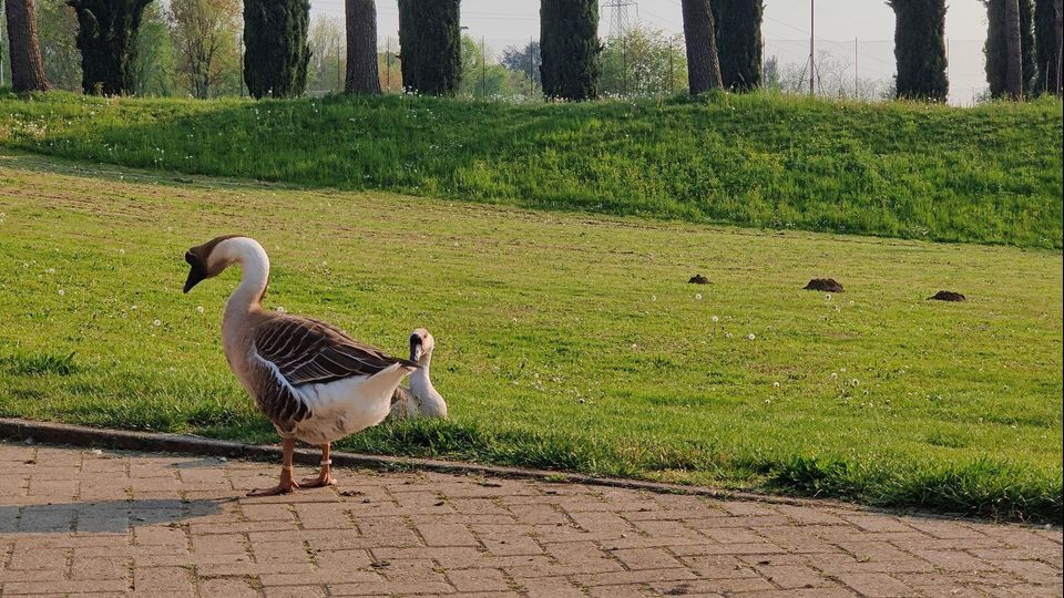 Cassago, rubate anatre e un’oca ai disabili Il direttore: «Un gesto meschino» Cassago, rubate anatre e un’oca ai disabili Il direttore: «Un gesto meschino»