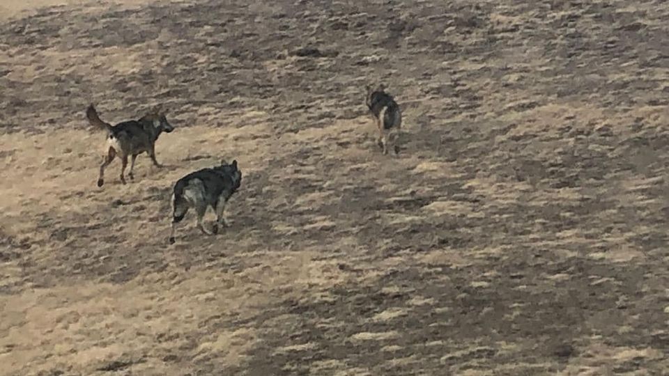 Colico, cerva e 15 pecore sbranate dai lupi «Abbiamo paura per i nostri animali» Colico, cerva e 15 pecore sbranate dai lupi «Abbiamo paura per i nostri animali»