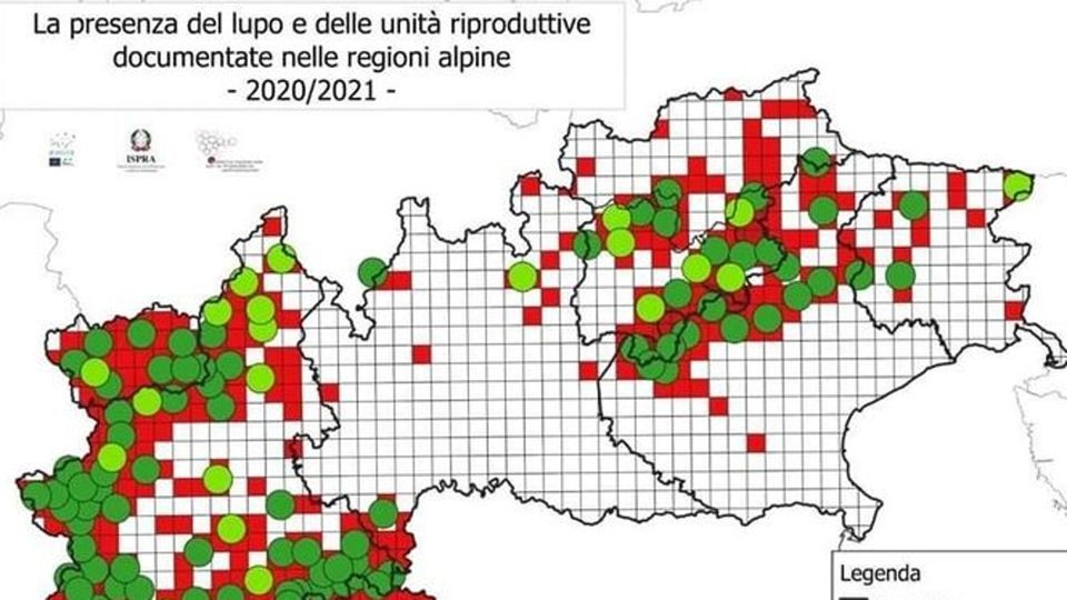 Censimento dei lupi, due i branchi in provincia di Sondrio Censimento dei lupi, due i branchi in provincia di Sondrio