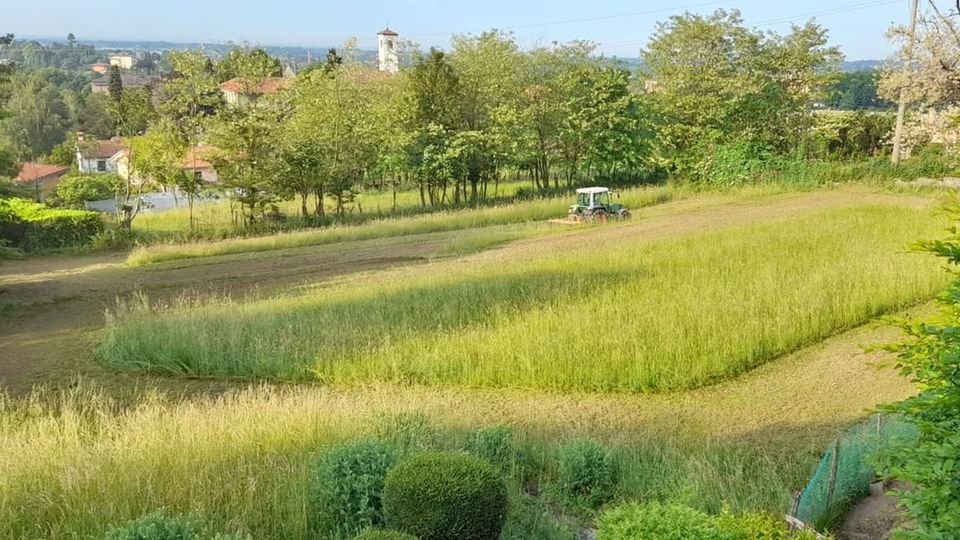 Nasce il bosco delle api Ma la raccolta fondi è un flop Nasce il bosco delle api Ma la raccolta fondi è un flop