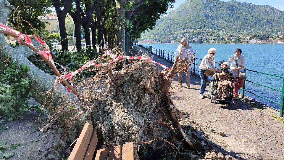 Piante cadute come birilli: «Ma erano sane» Piante cadute come birilli: «Ma erano sane»