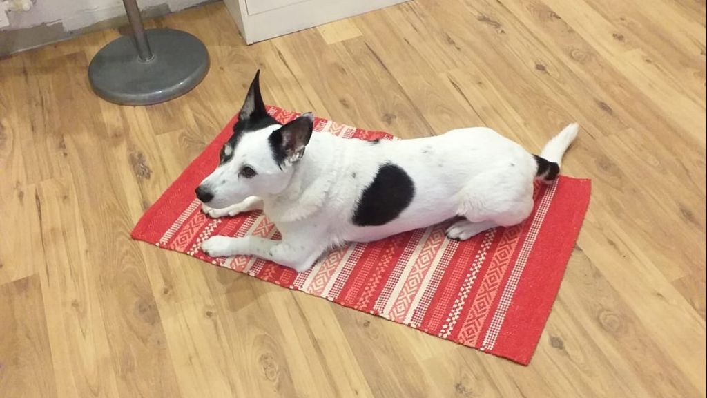 Missaglia, cane investito sulle strisce È caccia all’auto pirata Missaglia, cane investito sulle strisce È caccia all’auto pirata